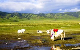 中国之窗|青海——大美青海 生态旅游