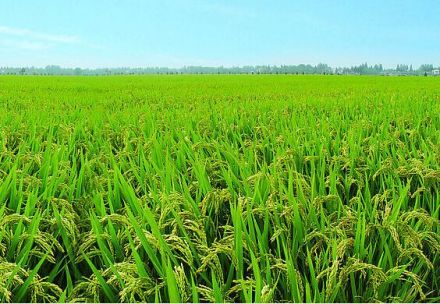 中国之窗|江西——江西风景独好