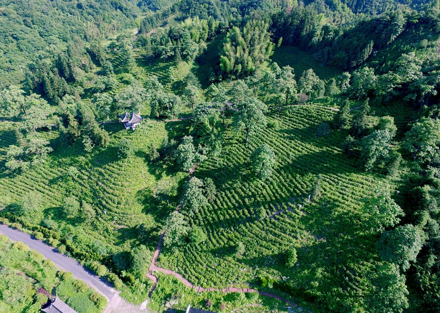 王昶:百年祁红的时代旗手!