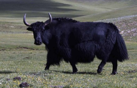 中国之窗|西藏——畅游幸福新西藏 共享地球第三极