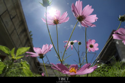 中国之窗|西藏——畅游幸福新西藏 共享地球第三极