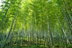 中国之窗|四川——天府三九大 安逸走四川