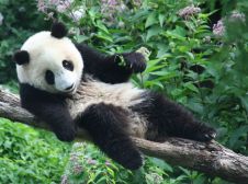 中国之窗|四川——天府三九大 安逸走四川