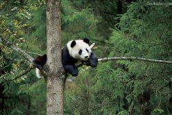 中国之窗|四川——天府三九大 安逸走四川