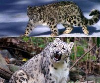 中国之窗|四川——天府三九大 安逸走四川