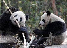 中国之窗|四川——天府三九大 安逸走四川