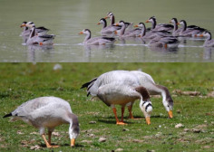 中国之窗|四川——天府三九大 安逸走四川