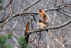 中国之窗|四川——天府三九大 安逸走四川