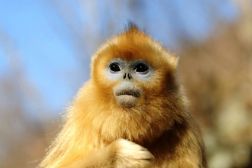 中国之窗|四川——天府三九大 安逸走四川