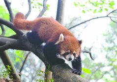 中国之窗|四川——天府三九大 安逸走四川