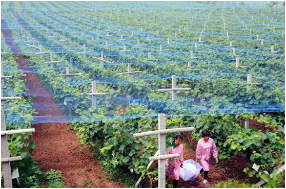 常袋镇半坡村:聚力“151”工作举措 开创乡村振兴新局面