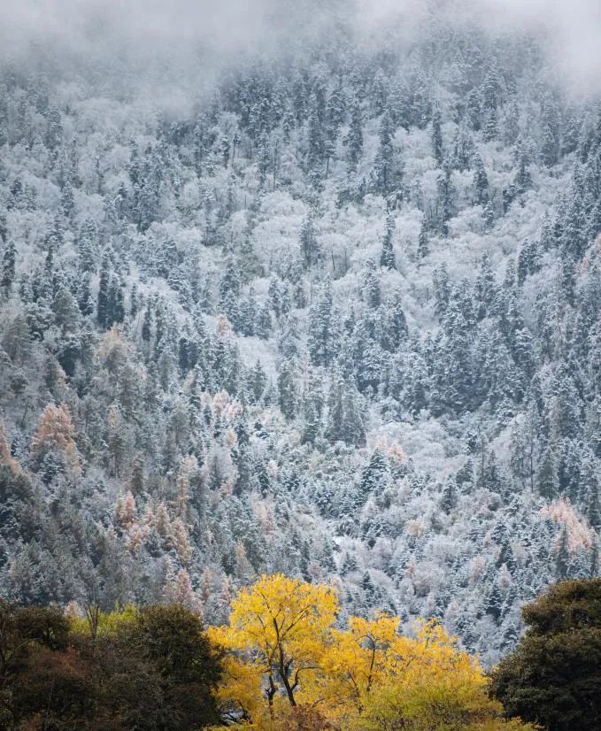 美丽中国 • 西藏篇丨青山常在 绿水长流 空气常新