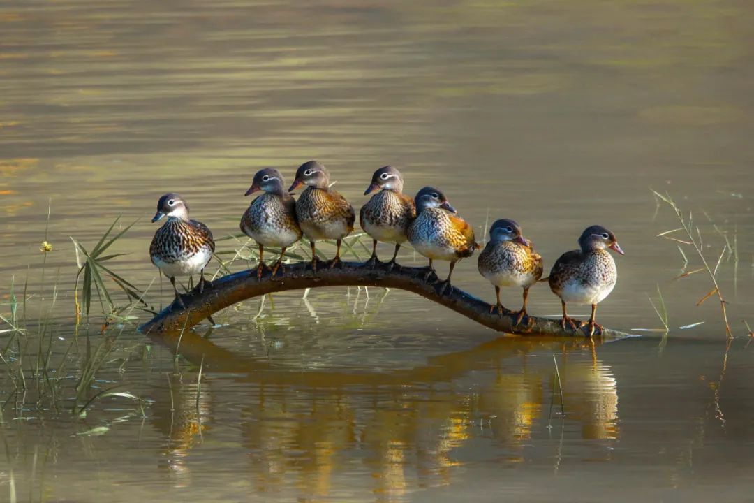 美丽中国 • 甘肃篇丨建设山川秀美新甘肃 筑牢西部生态安全屏障
