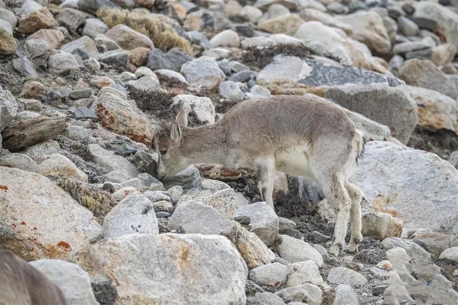 美丽中国 • 西藏篇丨青山常在 绿水长流 空气常新
