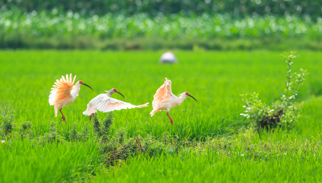 美丽中国 • 陕西篇丨壮美河山 多彩三秦