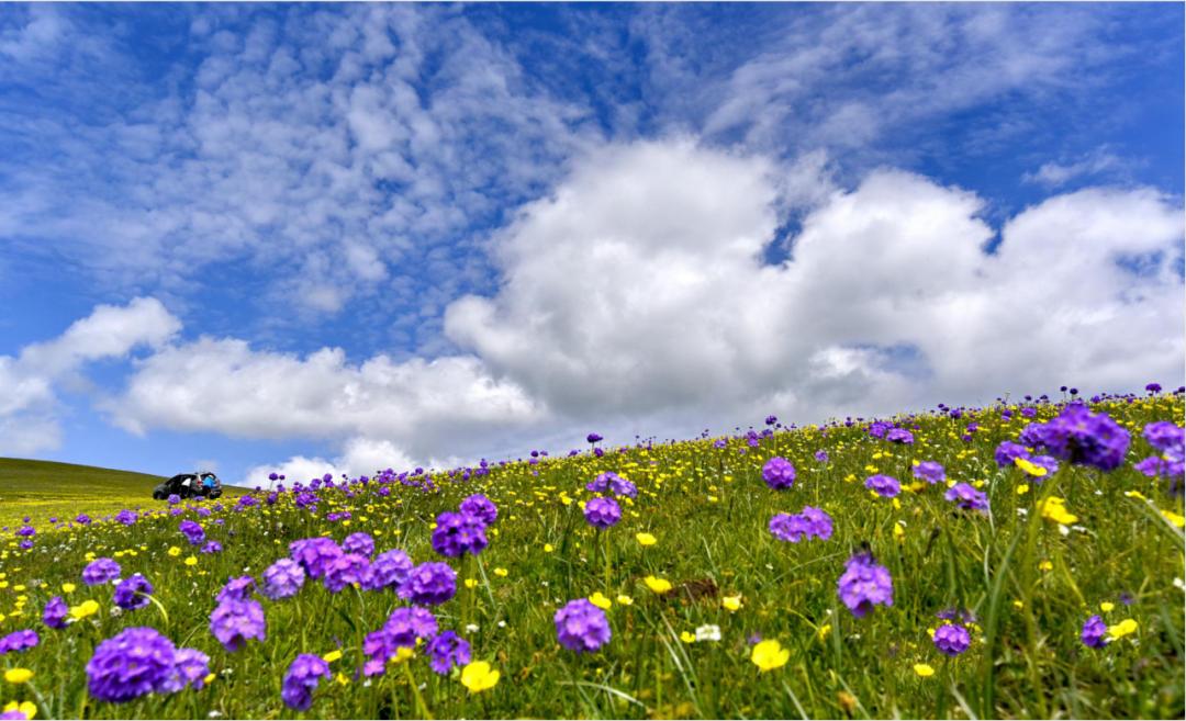 美丽中国 • 新疆篇丨大美新疆 绿色发展