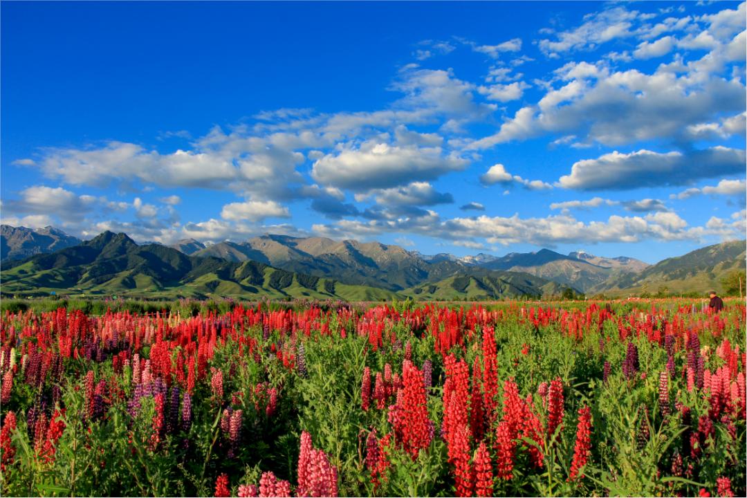 美丽中国 • 新疆篇丨大美新疆 绿色发展