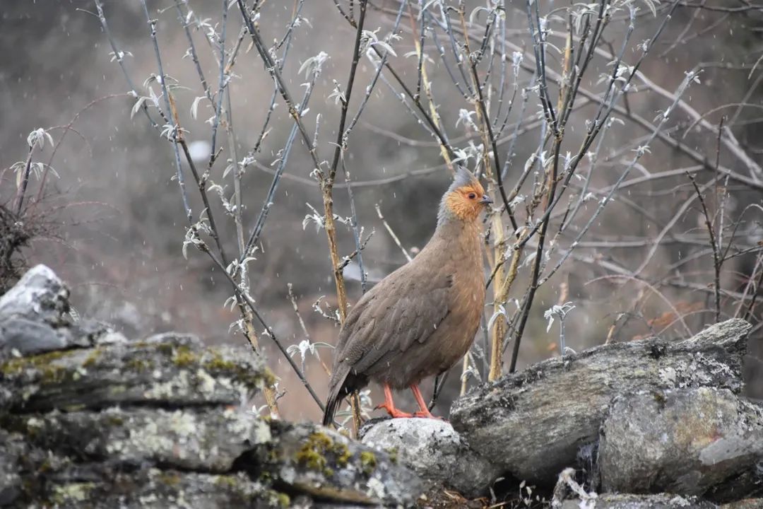 美丽中国 • 西藏篇丨青山常在 绿水长流 空气常新