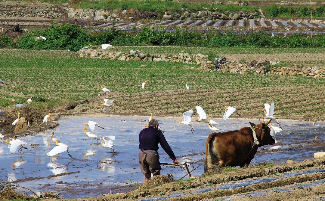 美丽中国 • 福建篇丨画好“山水画”,做好山水田文章