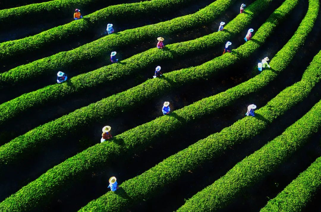 美丽中国 • 福建篇丨画好“山水画”,做好山水田文章