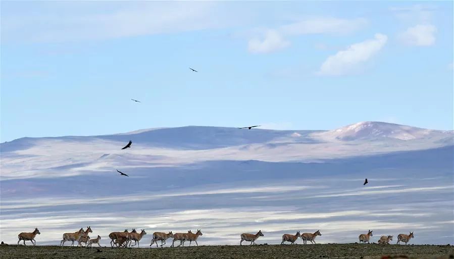 美丽中国 • 西藏篇丨青山常在 绿水长流 空气常新