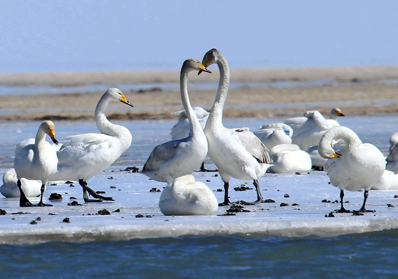 美丽中国 • 青海篇丨大美青海 生态高地