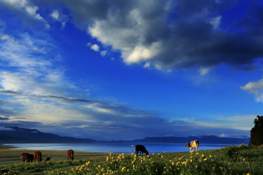 美丽中国 • 新疆篇丨大美新疆 绿色发展
