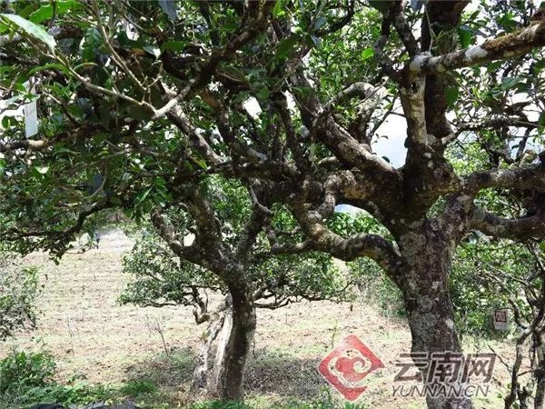 总面积76850亩 年产茶叶6180吨!云南这片茶园被认定为世界最大