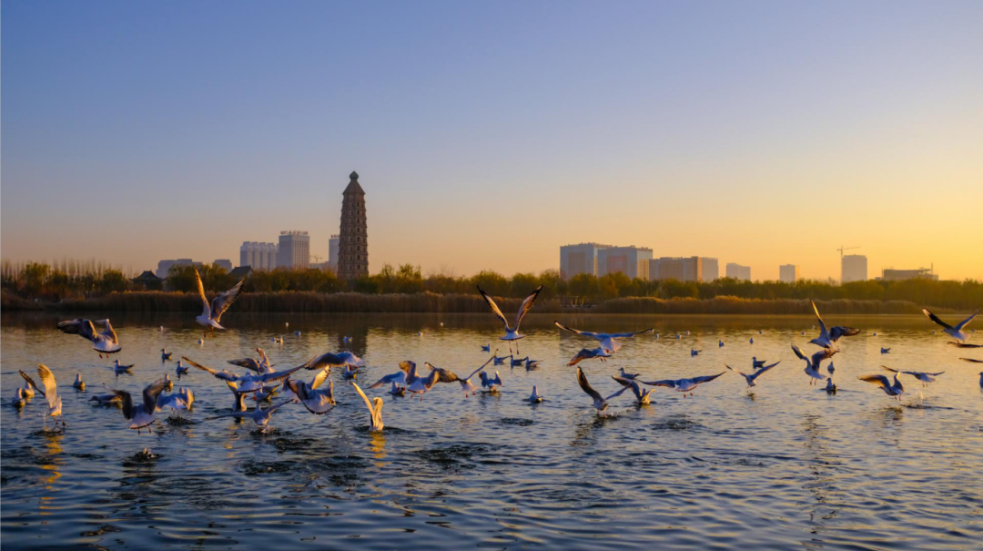 美丽中国 • 宁夏篇丨大美宁夏 生态立区