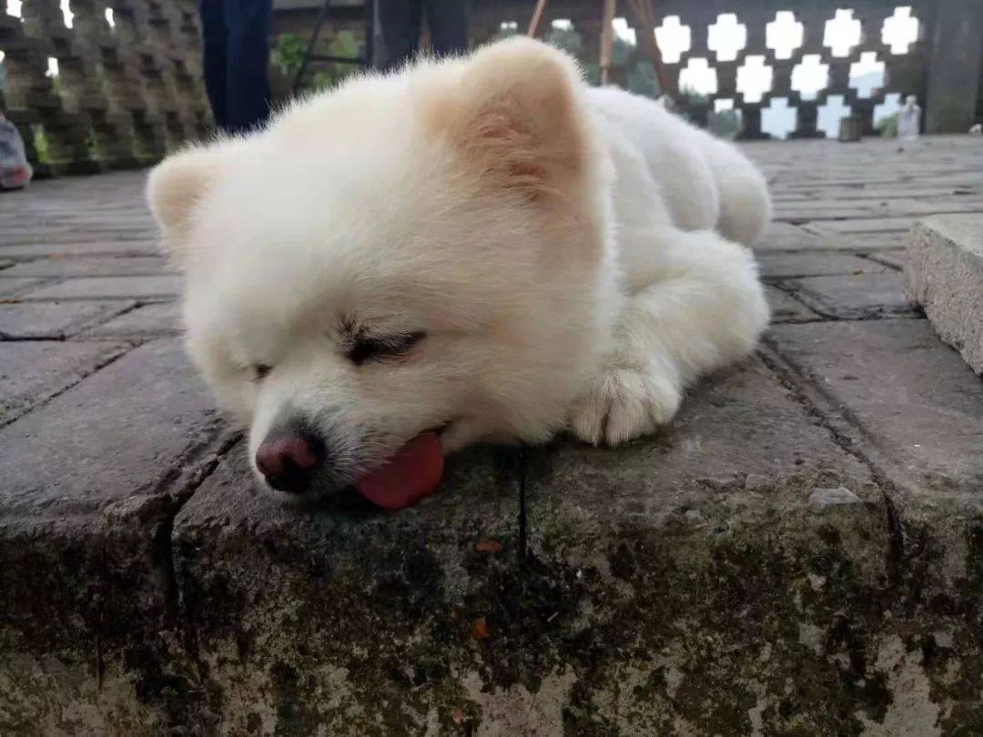 江西 ▏梦里桃源 画里上高