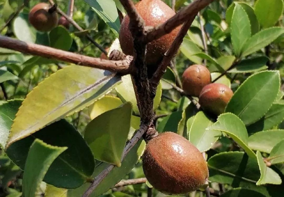 江西 ▏梦里桃源 画里上高