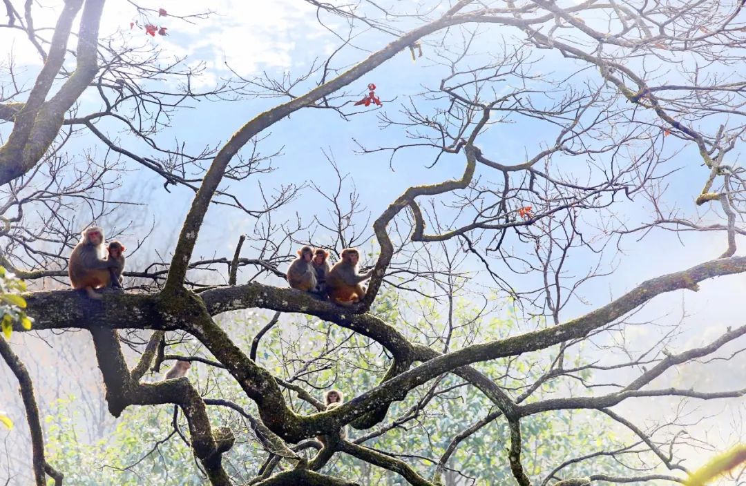 美丽中国 • 江西篇丨手握“红古绿”调色板 绘就“江西风景独好”新画卷