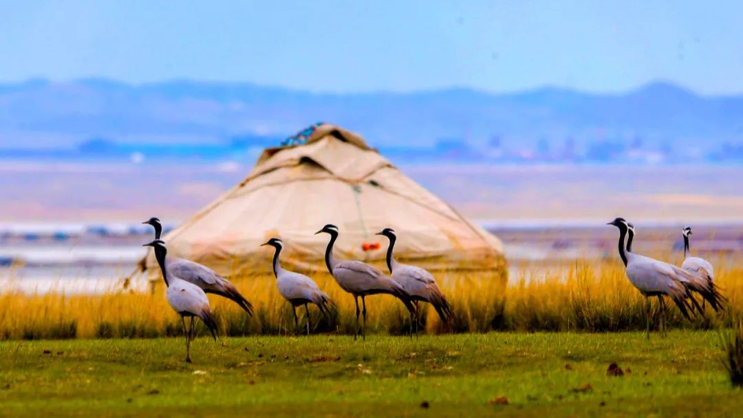 美丽中国 • 新疆篇丨大美新疆 绿色发展