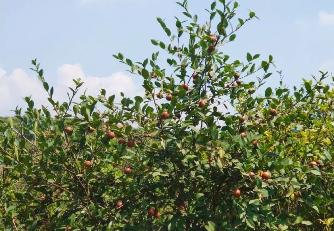 江西 ▏梦里桃源 画里上高