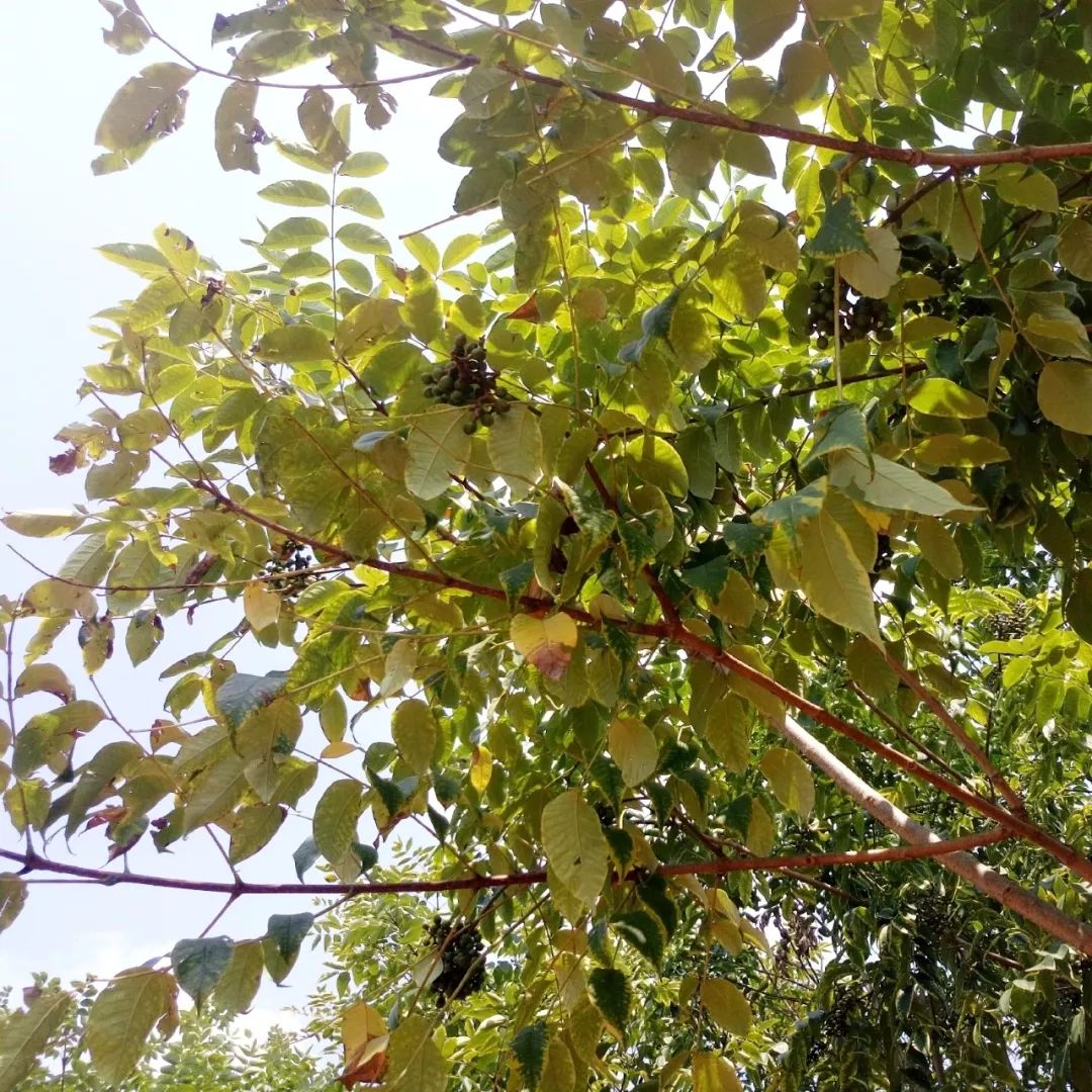 江西 ▏梦里桃源 画里上高