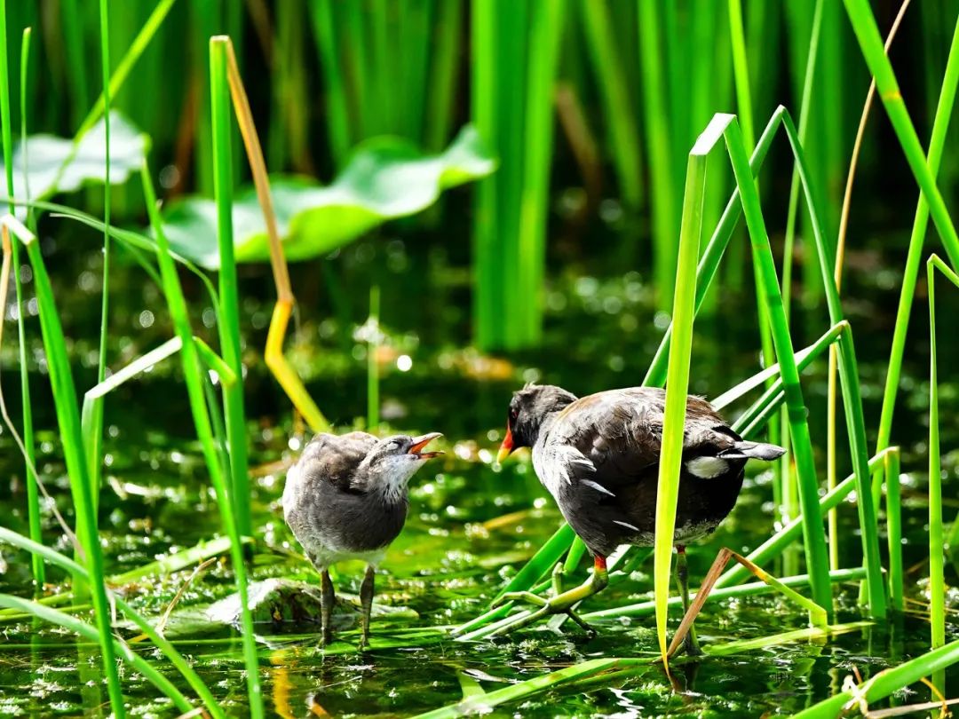 美丽中国 • 新疆篇丨大美新疆 绿色发展