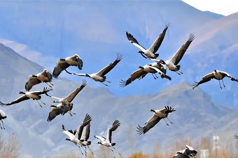 美丽中国 • 西藏篇丨青山常在 绿水长流 空气常新