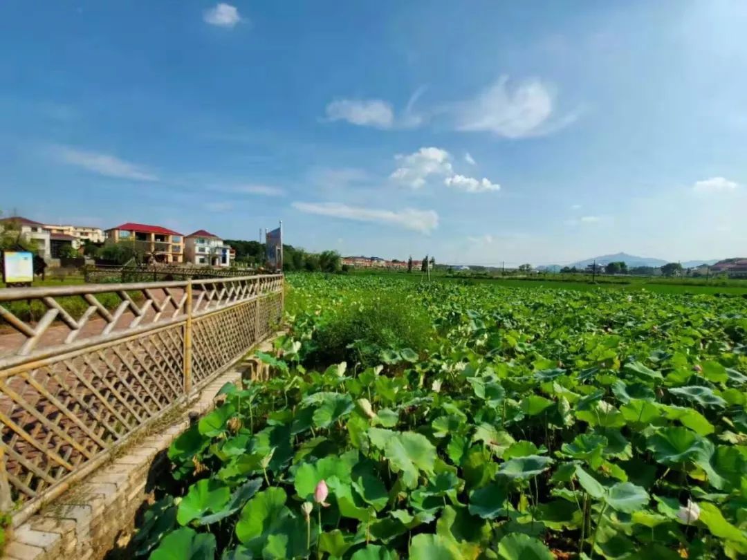 江西 ▏梦里桃源 画里上高