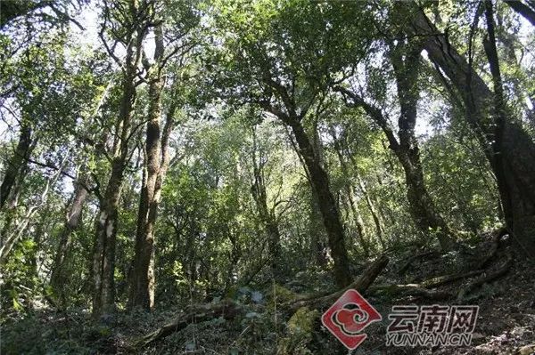 总面积76850亩 年产茶叶6180吨!云南这片茶园被认定为世界最大