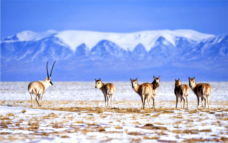 美丽中国 • 青海篇丨大美青海 生态高地