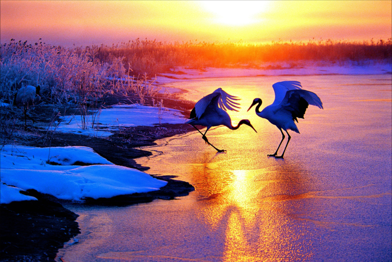 美丽中国 • 吉林篇丨守护白山松水 擘画生态吉林