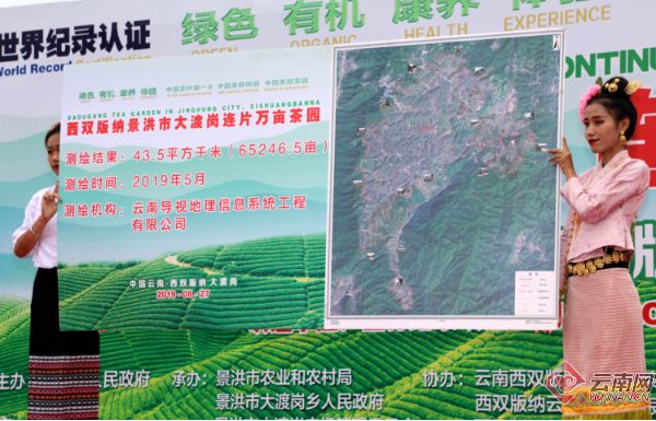 总面积76850亩 年产茶叶6180吨!云南这片茶园被认定为世界最大