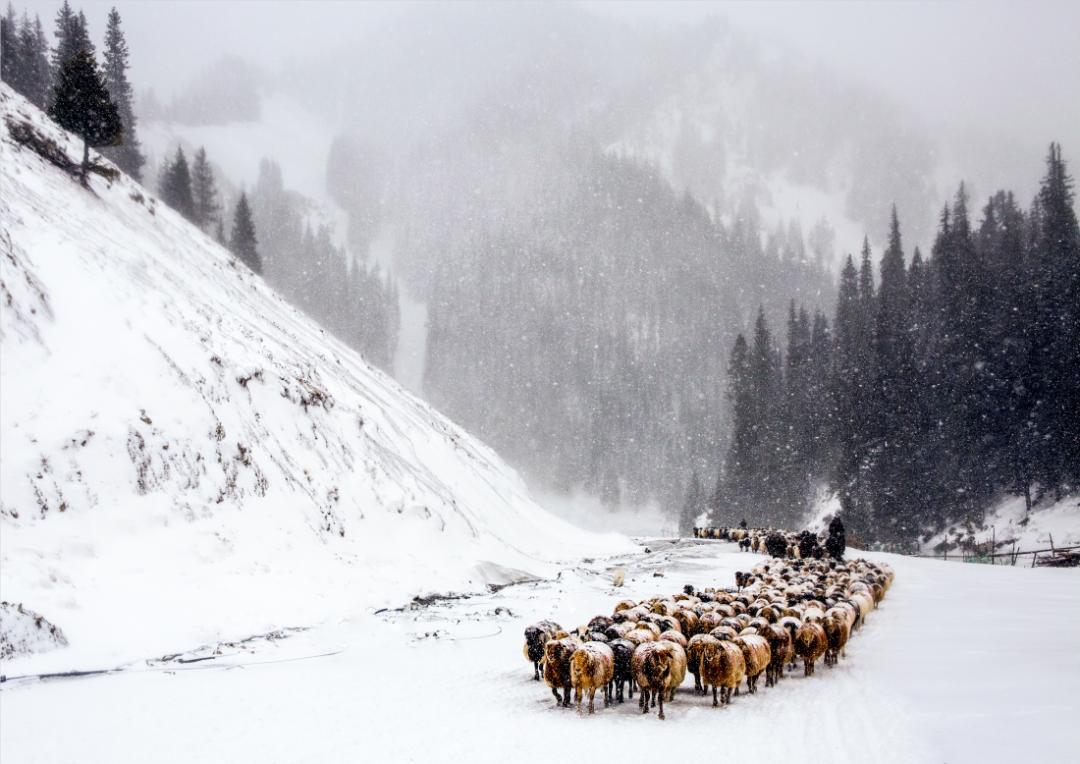 美丽中国 • 新疆篇丨大美新疆 绿色发展