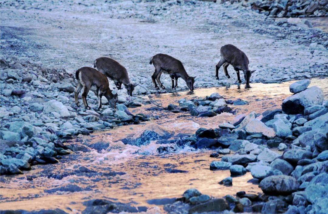 美丽中国 • 宁夏篇丨大美宁夏 生态立区