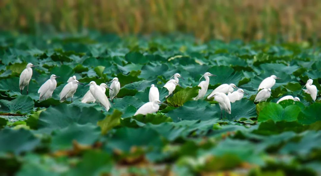 美丽中国 • 安徽篇丨建设绿色江淮美好家园