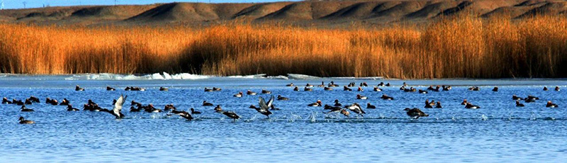 美丽中国 • 青海篇丨大美青海 生态高地