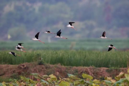 美丽中国 • 湖南篇丨锦绣潇湘 生态湖南