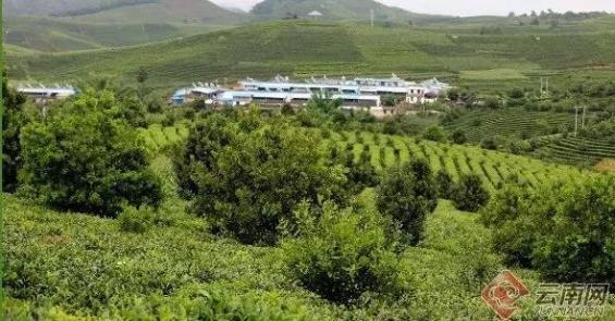 总面积76850亩 年产茶叶6180吨!云南这片茶园被认定为世界最大