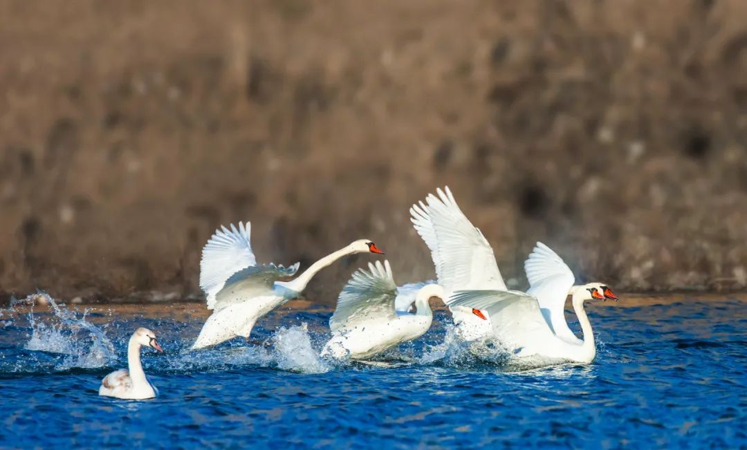 美丽中国 • 新疆篇丨大美新疆 绿色发展
