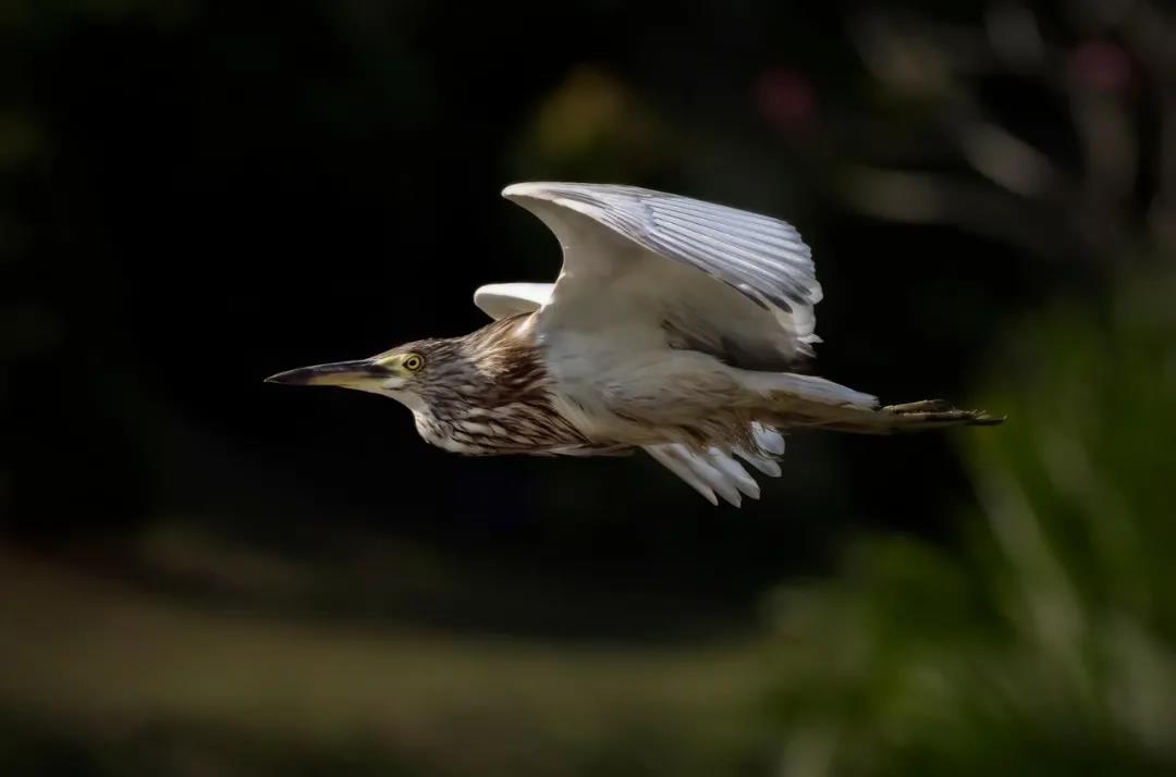 美丽中国 • 海南篇丨绿色正能量 美好新海南